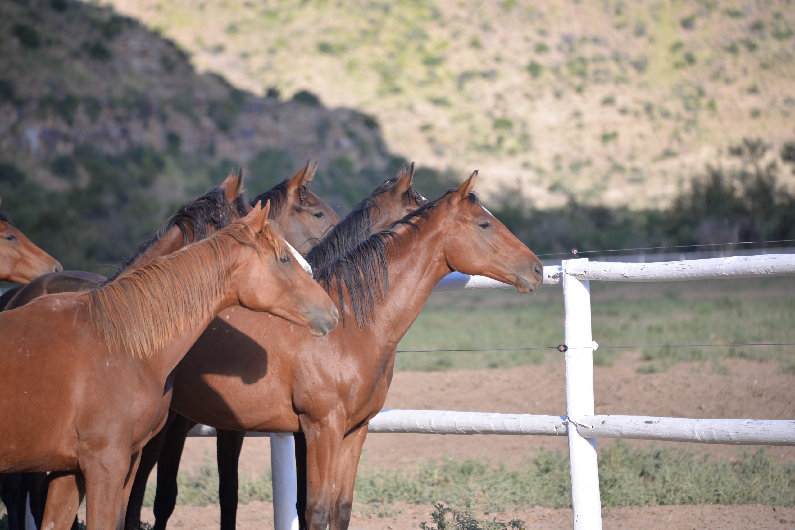 Yearlings at the Camdeboo farm