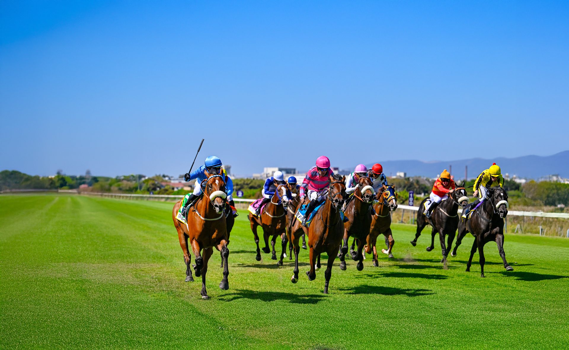 Racehorses and jockeys galloping on the turf