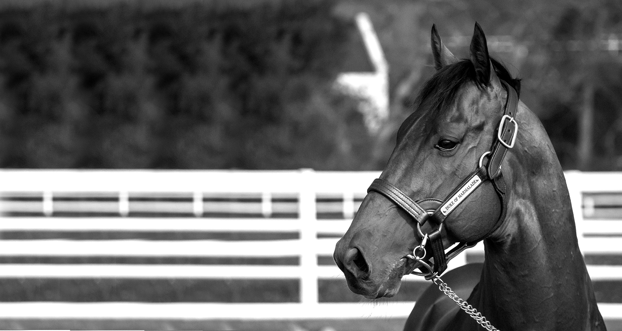 Duke of Marmalade